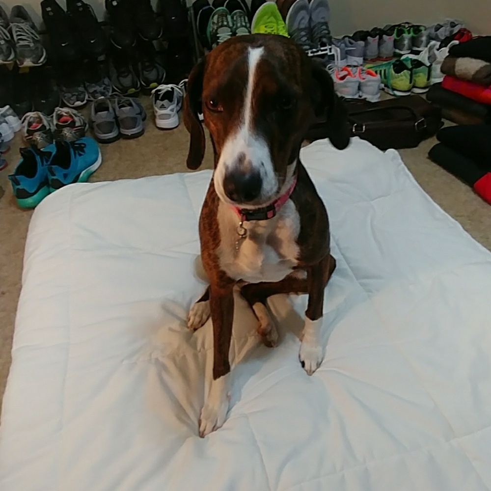 Female dog